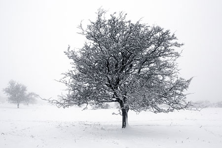 Snow covered tree on East Hill, Dartmoor